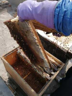 新鲜蜂蜜怎么加工