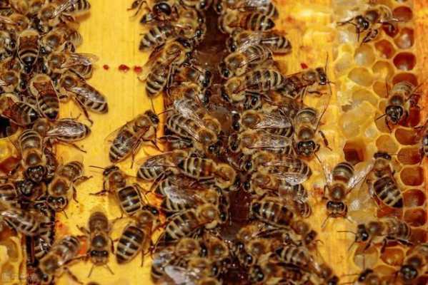 一框蜂有多少只蜜蜂（一框蜂有多重）
