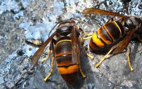  蚂蚁药来喂蜜蜂会怎么样「蚂蚁药对马蜂有害吗?」