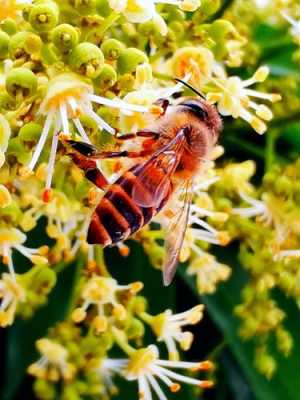 蜜蜂什么季节采花蜜 蜜蜂什么时候去采荔枝花