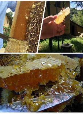 山蜂蜜价格是多少