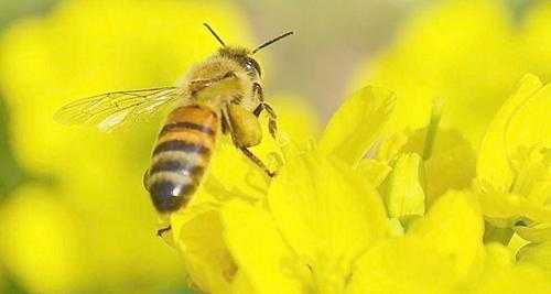 蜜蜂怎么过冬天视频-蜜蜂夏天怎么过