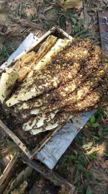 一箱蜂一年产多少蜜（正常一箱蜂一年可以生产几斤蜂蜜）
