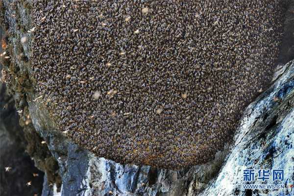 关于野生岩蜜多少钱一斤的信息