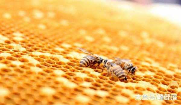  中蜂和意蜂蜜价格差多少「中蜂跟意蜂蜜的区别」
