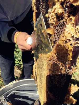  高原藏蜂蜜怎么样「高原蜂蜜是真的吗?」