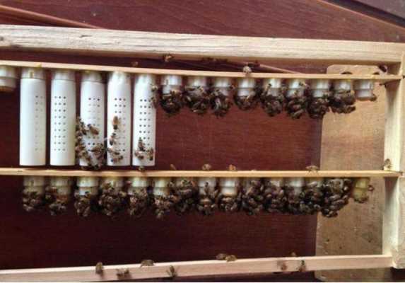 怎么储备多余的蜂王台 怎么储备多余蜂王