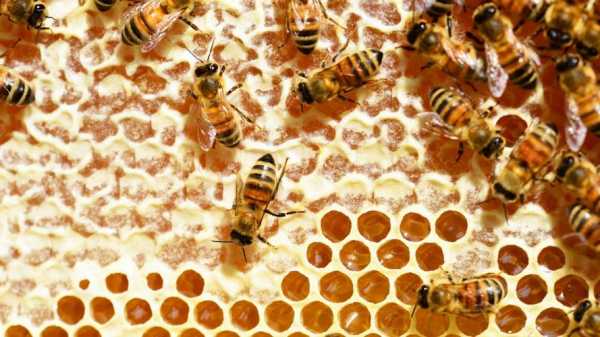  蜜蜂和蜂巢是什么样子「蜜蜂巢是什么样子的图片」