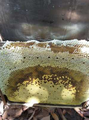 蜜蜂的封盖是什么做的图片
