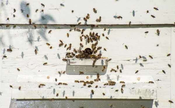 夏季很多蜂子该怎么办（夏季中蜂飞逃的原因）
