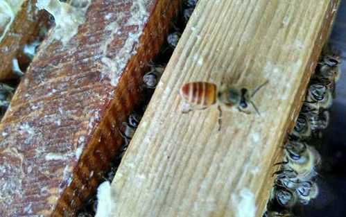 蜜蜂过箱不上皮怎么办,过箱后蜜蜂少了一半什么原因 