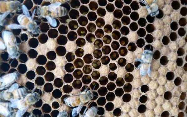 意蜂技术 意蜂怎么收集