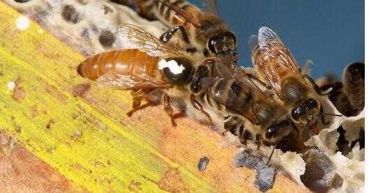  移虫移到雄蜂虫怎么办「中蜂移虫后多久可以查看」