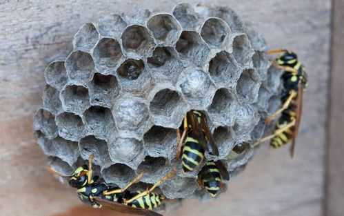 长脚蜂在家做窝代表什么-长脚蜂的蜂巢有什么功效