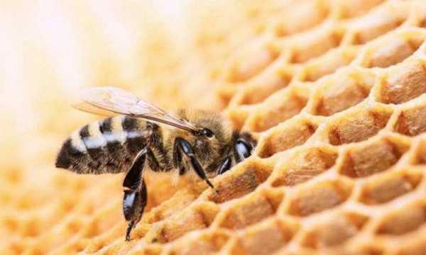  吃蜜蜂会怎么样「吃了蜜蜂有毒吗」