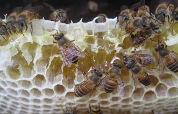 意蜂产蜜是中蜂的几倍