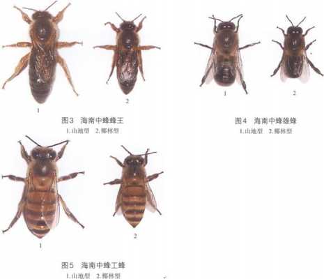 中蜂品种及分布地方-中蜂品种怎么分辨