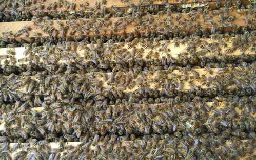  蜜蜂强群是什么意思「蜜蜂强群和弱群可以互换箱位吗」