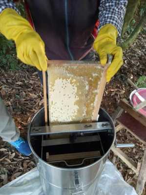  土蜂蜜怎么取出来「土蜂蜜怎么取下来」