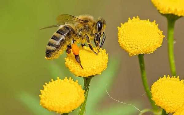 蜜蜂偷蜂蜜 蜜蜂偷蜜怎么处理