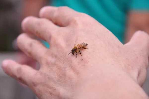 蜜蜂蛰了人需要多少元_蜜蜂蛰了人之后蜜蜂过多长时间会死