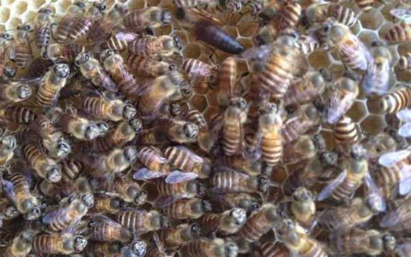 蜜蜂单脾繁殖 蜜蜂春繁单脾怎么加脾