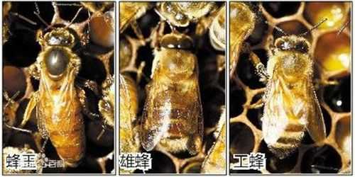 公蜂和蜜蜂怎么区别图片对比