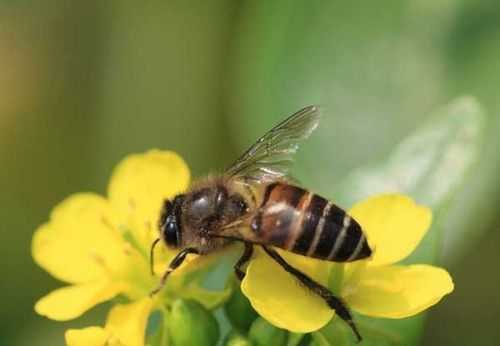中华蜂有哪些种类 中华蜂有多少种