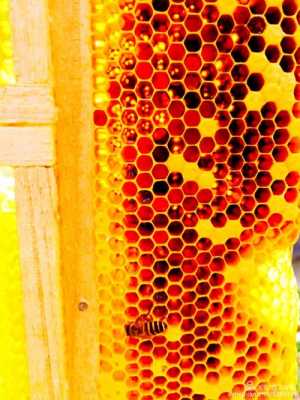 蜂巢是蜜蜂用什么建的（蜂巢是蜜蜂用什么做的）