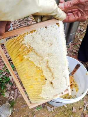 中蜂产蜜30斤-中蜂密多少钱一斤