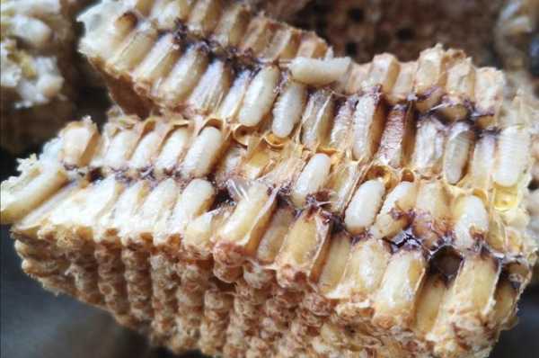 野生蜜蜂幼虫怎么吃的简单介绍