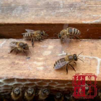 蜜蜂强群怎么更换新王_怎样给蜜蜂换新王
