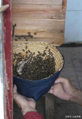  一窝蜜蜂一年能产多少蜜糖「一窝蜜蜂一年能分成几窝」