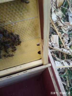 如何让蜜蜂快速的造脾育子,养蜂人教你要做好什么工作-蜜蜂造脾要多少温度