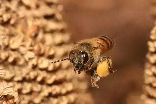 一只蜂能产多少蜂毒（一只蜂能产多少蜂毒液）