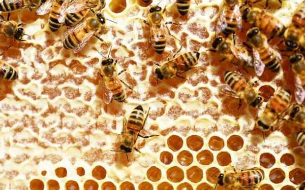 糖类占蜜蜂总量的多少（糖类占蜜蜂总量的多少倍）