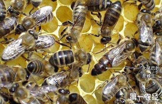 生产1克蜂毒要多少蜜蜂