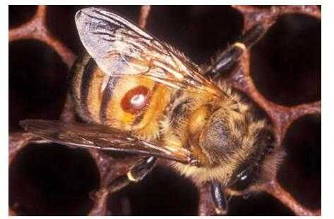  蜜蜂蜂螨什么样子「蜜蜂蜂螨病」