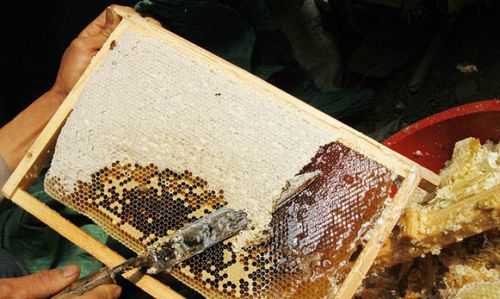 怎么从蜂巢中获取蜂蜜（怎么从蜂巢中获取蜂蜜视频）
