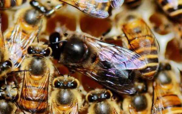 一个蜂群有多少雄蜂-一个蜂群有多少蜂