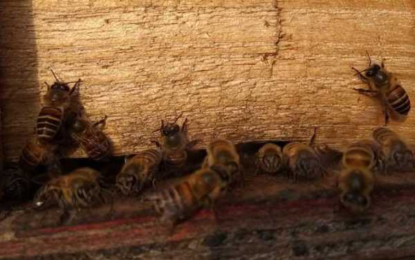 中蜂一般几天检查一次-中蜂群多少天检查合理
