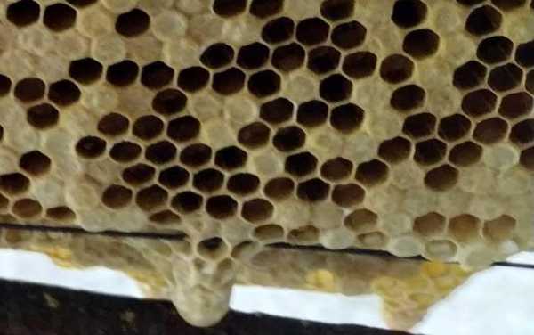 蜜蜂巢脾花粉太多怎么处理_蜜蜂蜂巢里面的花粉怎么吃最好