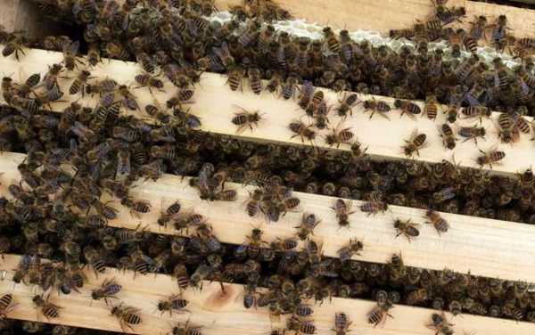  中蜂最多有多少脾蜂「中蜂有多大」