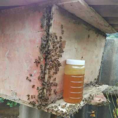 一箱中蜂一年能产多少蜂蜜 一箱中蜂产量是多少