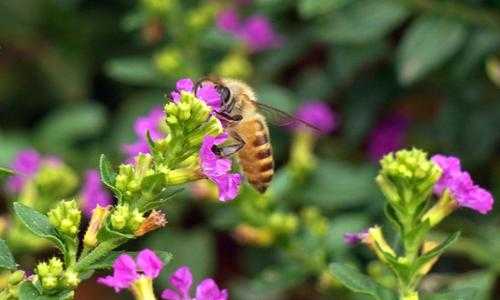 养的植物花为什么起蜜_养的植物花为什么起蜜蜂呢