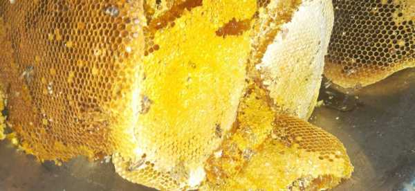 一只蜜蜂产蜂蜜多少斤