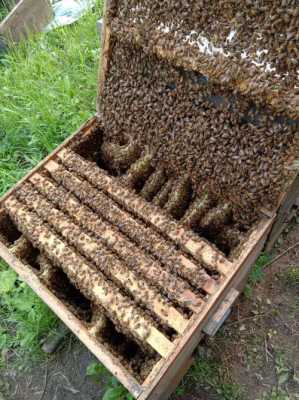 意蜂黑工蜂是什么品种