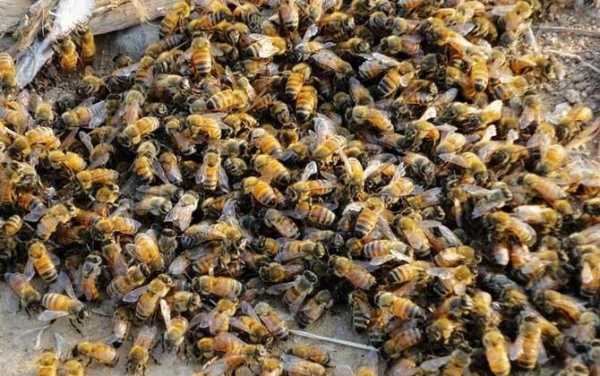 养殖中蜂一般多少群（中蜂养殖能挣钱吗）