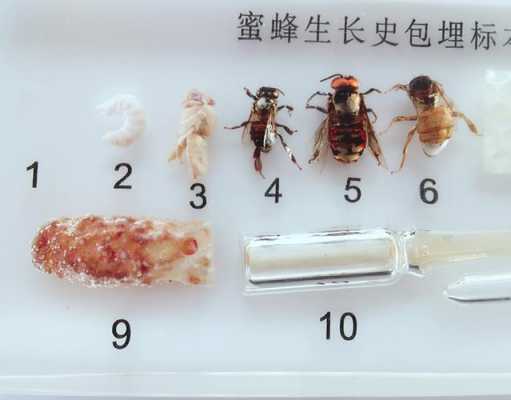 蜜蜂的生长阶段 图片-蜜蜂生长特点是什么