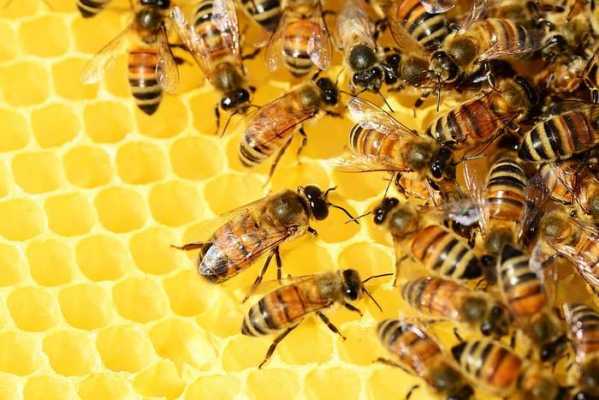 蜂群有多少只蜜蜂-蜜蜂有多少人